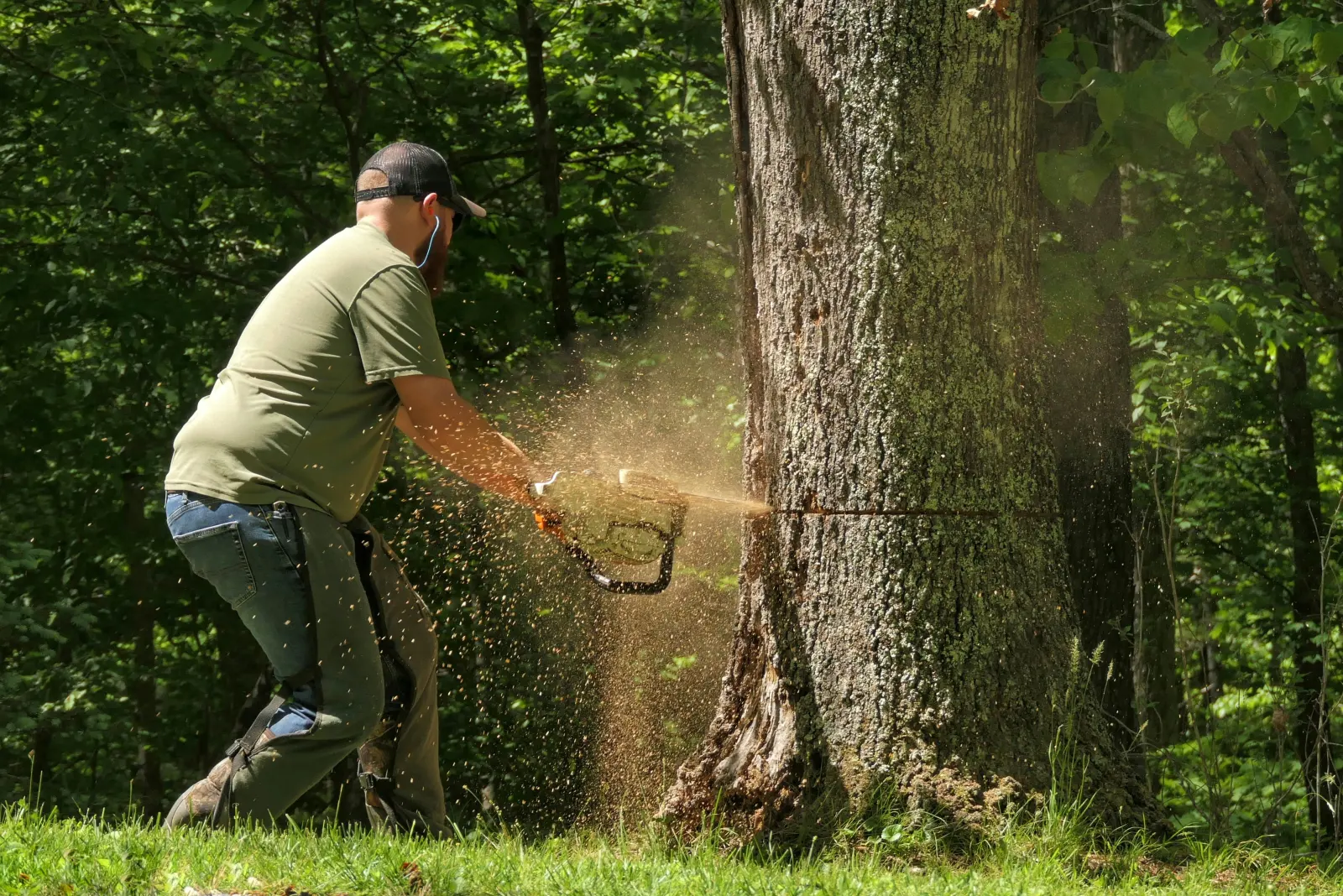 Abbattimento di un grande albero con la motosega, segatura nell'aria