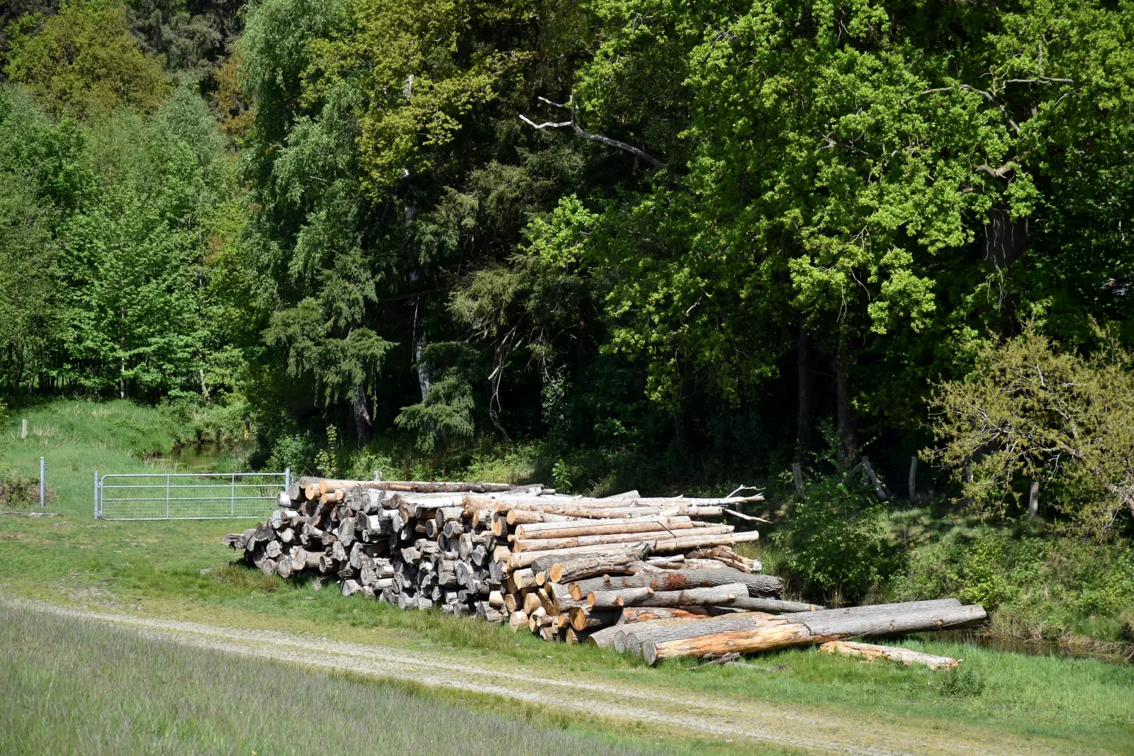 Tronchi accatastati al margine del bosco