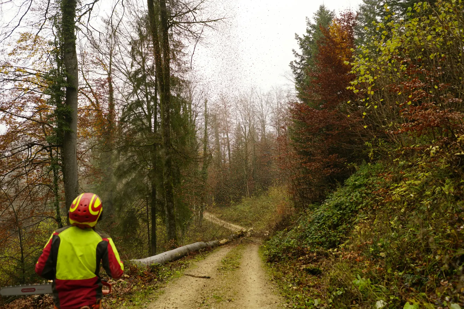 Boscaiolo con casco e giubbotto ad alta visibilità su una strada forestale